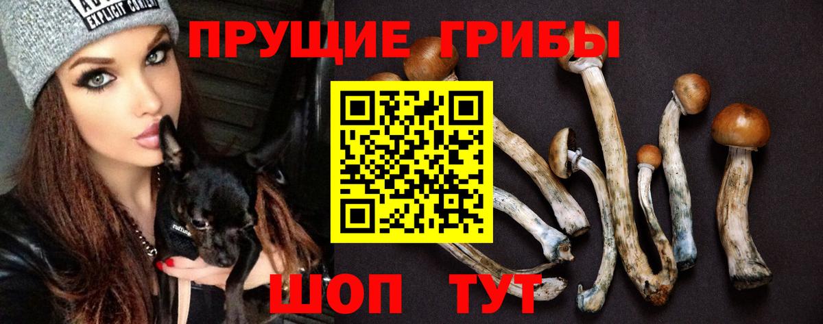 Галлюциногенные грибы Psilocybine cubensis Новочеркасск